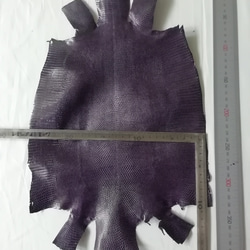 リザード　トカゲ　濃い紫 2枚目の画像
