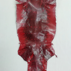 リングトカゲ　赤系　2 2枚目の画像