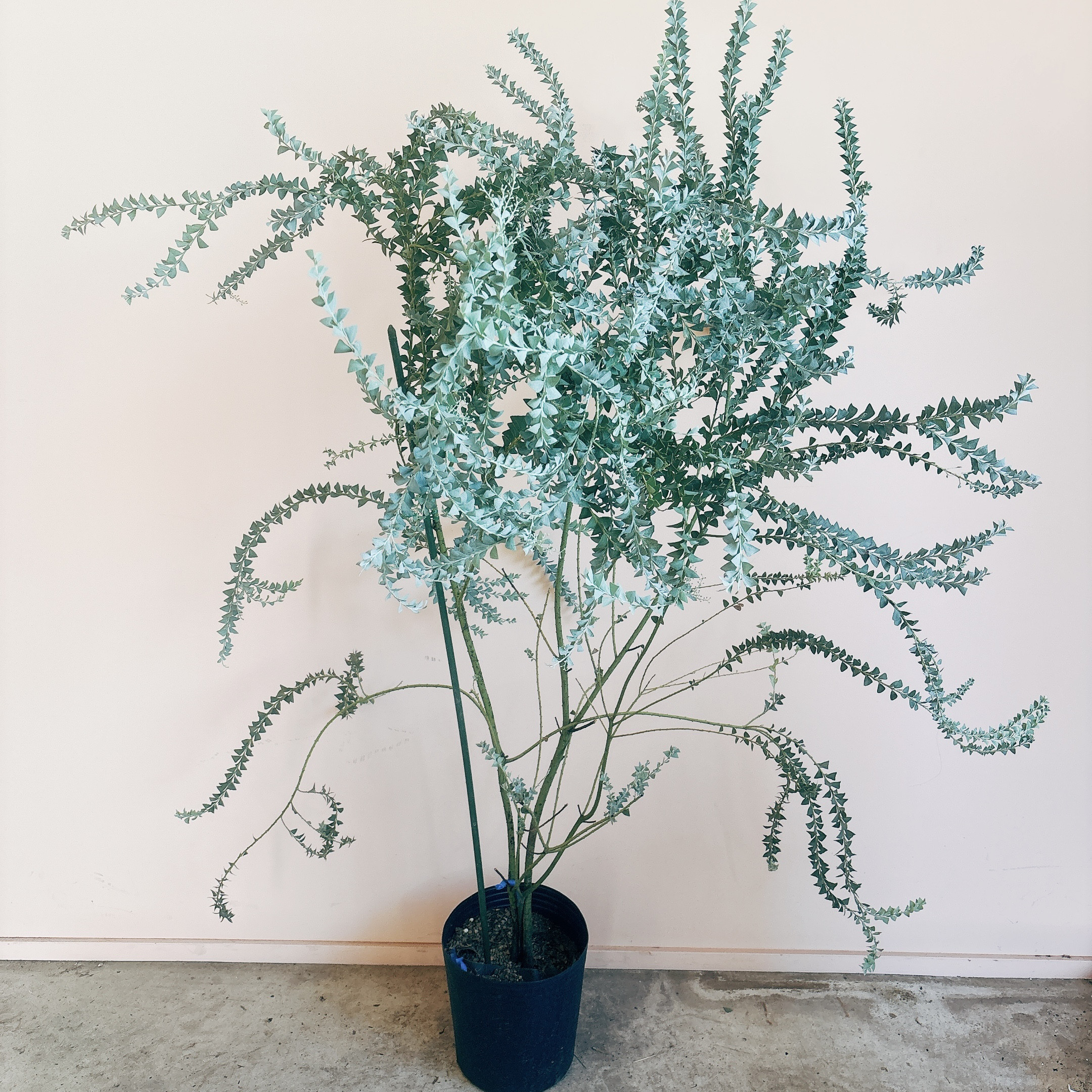 3.ミモザ切花100サイズ ミモザ|造花 通販 - はなどんやアソシエ