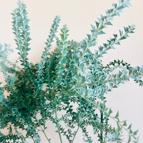 在庫］☆珍しい☆ 三角葉アカシア 大型 観葉植物 ドライフラワー 切花