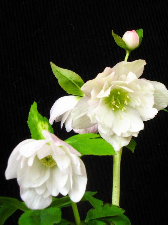 ♡開花中♡クリスマスローズ　横向きオーレア多弁 ♡開花中♡クリスマスローズ 横向きオーレア多弁 楽天市場】クリスマス