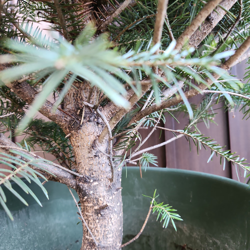 本物もみの木でX'masツリー♪ モミの木 バケツ型プラ鉢植え