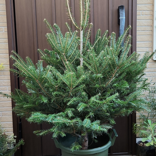 ビビ もみの木スワッグ ツリー型スワッグ フレッシュスワッグ