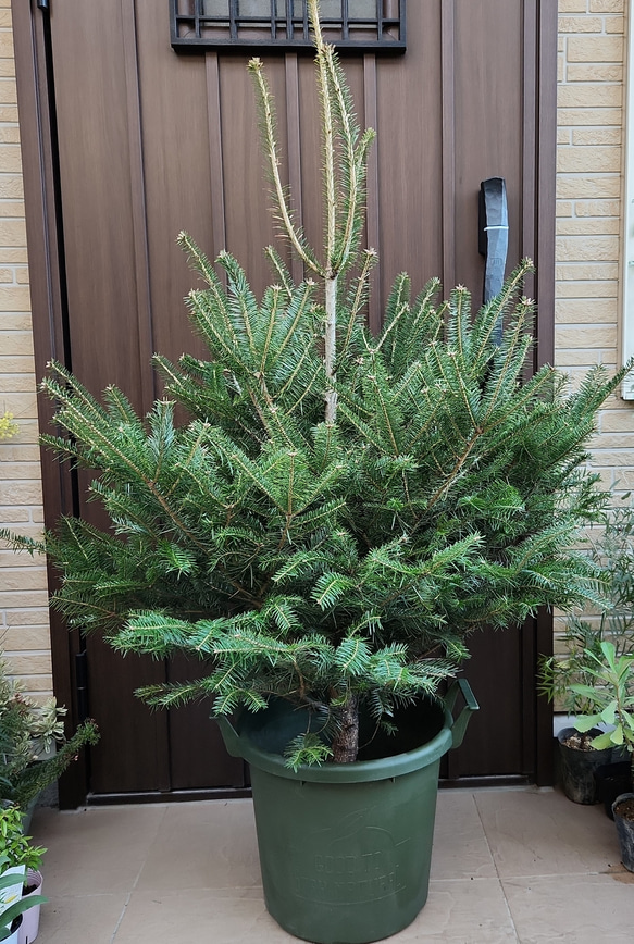 本物もみの木でX'masツリー♪ モミの木 バケツ型プラ鉢植え クリスマス