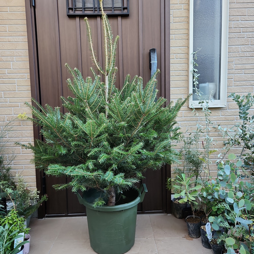 本物もみの木でX'masツリー♪ モミの木 バケツ型プラ鉢植え 本物もみの木でX'masツリー♪ モミの木 バケツ型プラ鉢植え