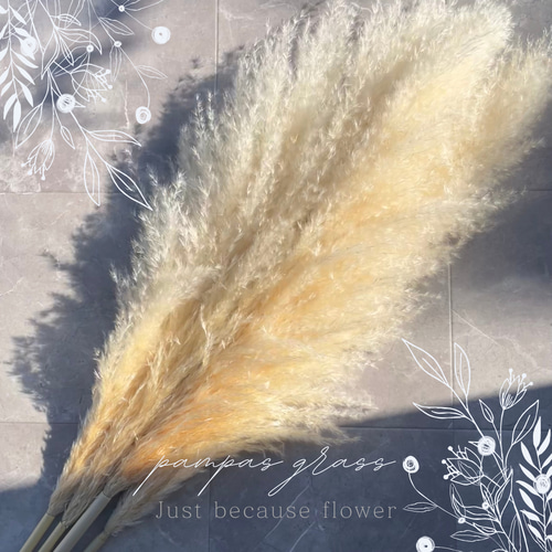 送料無料⭐︎15本セット〗特大 パンパスグラス パンパス ドライ