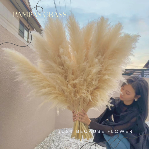 パンパスグラスドライフラワー Ｎｏ．43 パンパスグラス＊10pcs(ドライフラワー)Off White：80cm | MeROOM