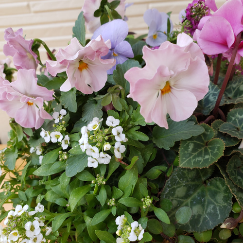 フリル咲きビオラとガーデンシクラメンの寄せ植え 盆栽 hanakotori