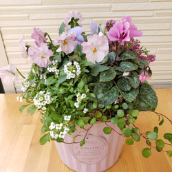 フリル咲きビオラとガーデンシクラメンの寄せ植え 盆栽 hanakotori