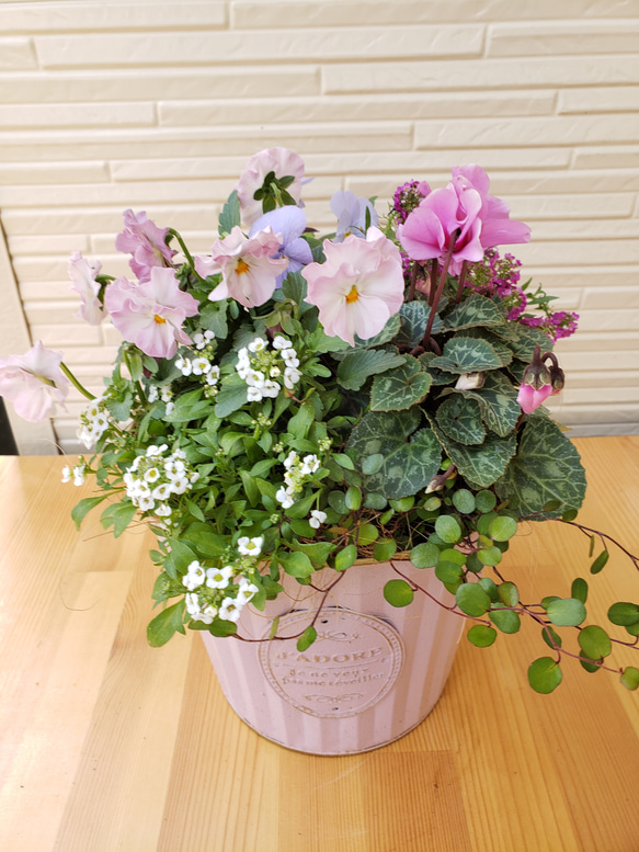 フリル咲きビオラとガーデンシクラメンの寄せ植え 盆栽 hanakotori