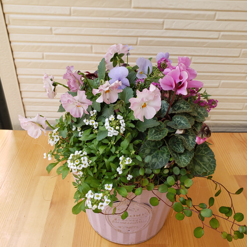 フリル咲きビオラとガーデンシクラメンの寄せ植え 盆栽 hanakotori