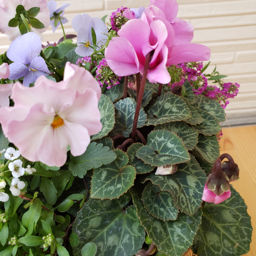 フリル咲きビオラとガーデンシクラメンの寄せ植え 盆栽 hanakotori