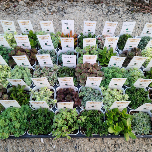 セダム　2号ポット　40個セット 送料無料 セダム2.5号 40個セット その他インテリア雑貨 グリーン