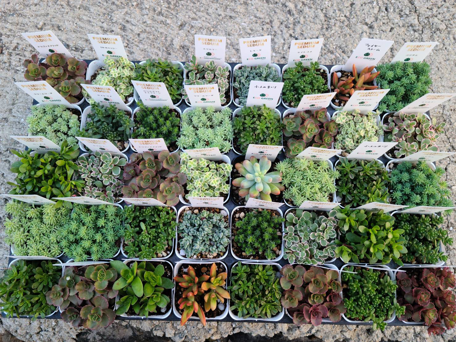 送料無料　セダム2.5号　40個セット