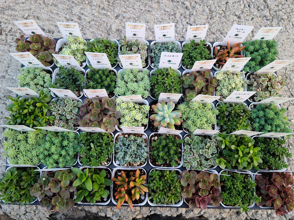 MHR様 多肉植物棚　TD-2D80 Amazon.co.jp: 4階階段植物棚、花園大型多肉棚、高さ調整可能