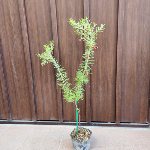 グレビレア プーリンダマリオン ポット苗 オージープランツ 多肉植物