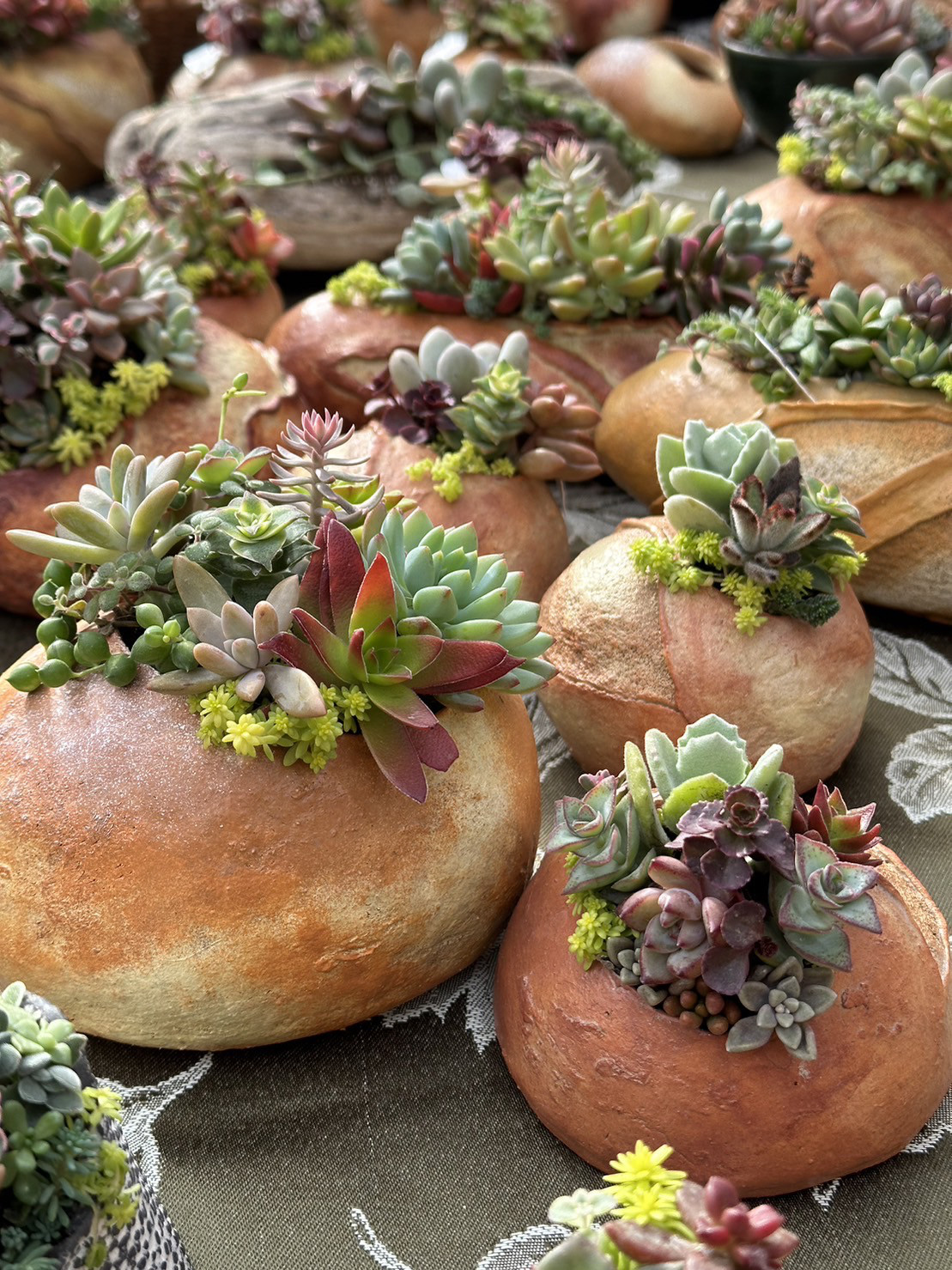 【新登場】多肉用のセラミック鉢　大丸パン【鉢のみ】 5,600円