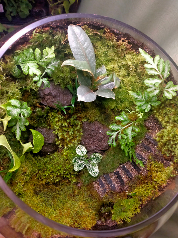 ガラスボール苔テラリウム 