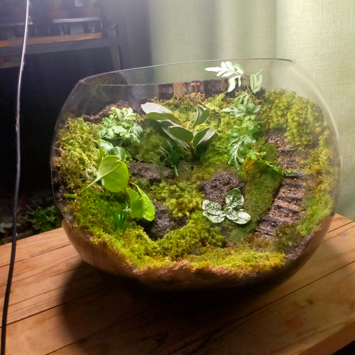 ガラスボール苔テラリウム テラリウム サリー 通販 16950676｜Creema