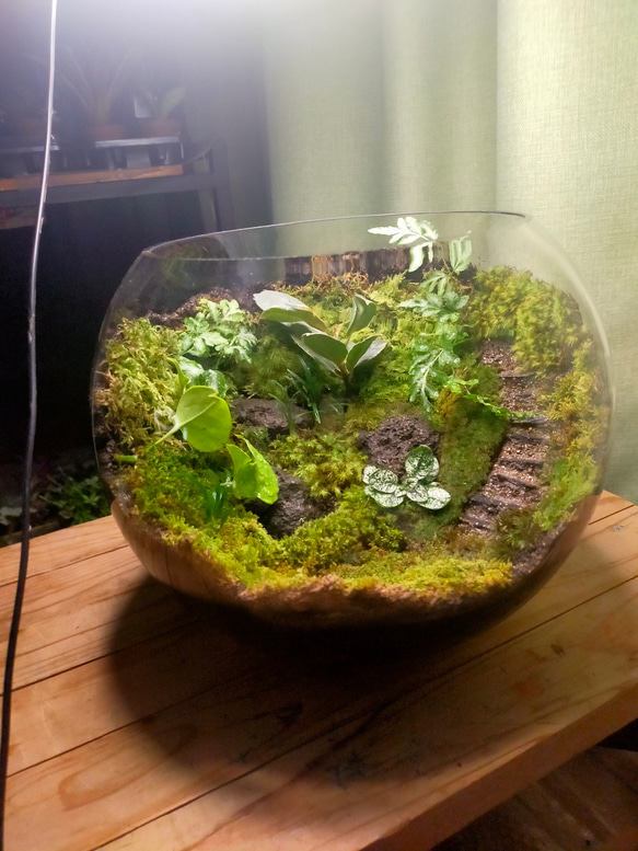 ガラスボール苔テラリウム 