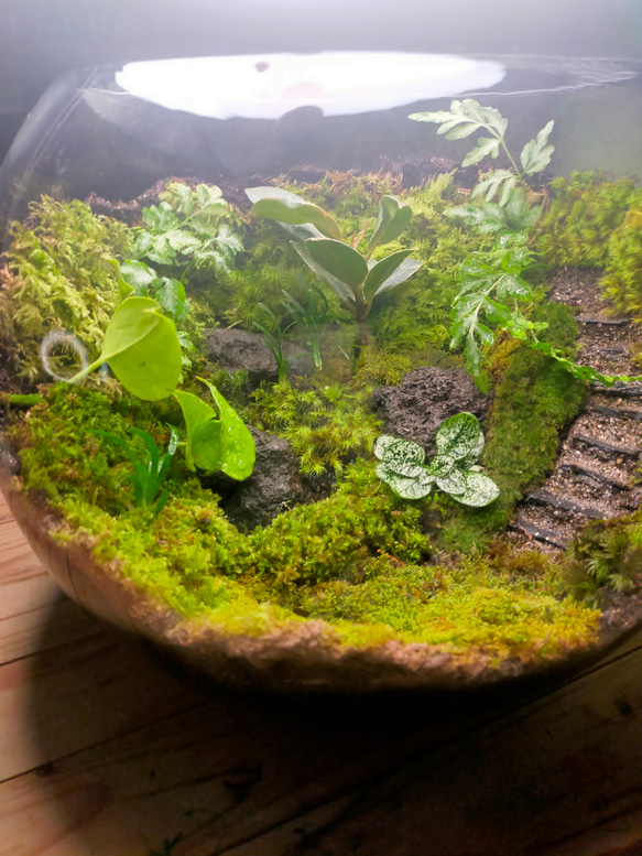 ガラスボール苔テラリウム 