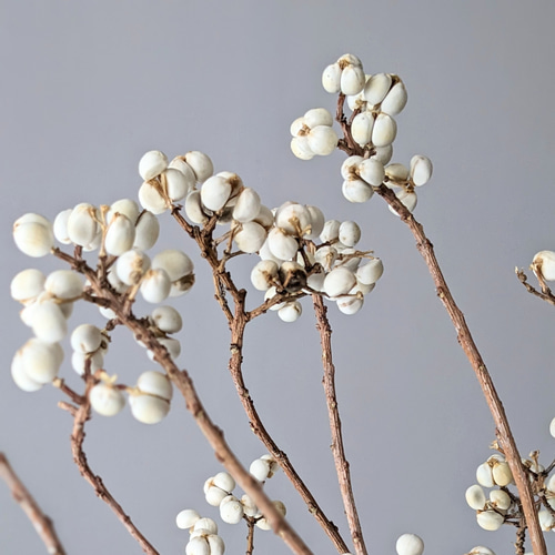 ナンキンハゼ ドライフラワー mamemona 通販 16952738｜Creema(クリーマ)