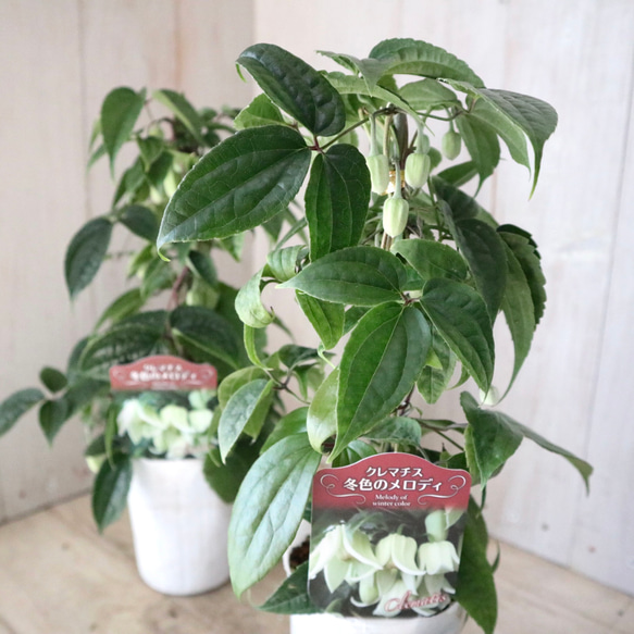 幸枝  制作依頼品 ① GCP20250350DP.png?v=1739952080