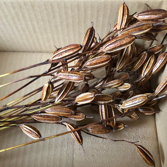 紫蘭 シラン 花殻 45cm 30本 ＊ 茶花 ドライフラワー ドライフラワー