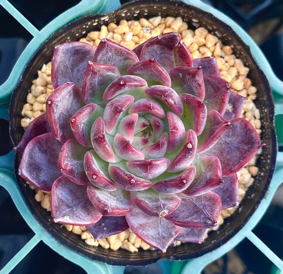 アイリス エケベリア 韓国苗 多肉植物 多肉植物 プクニク 通販