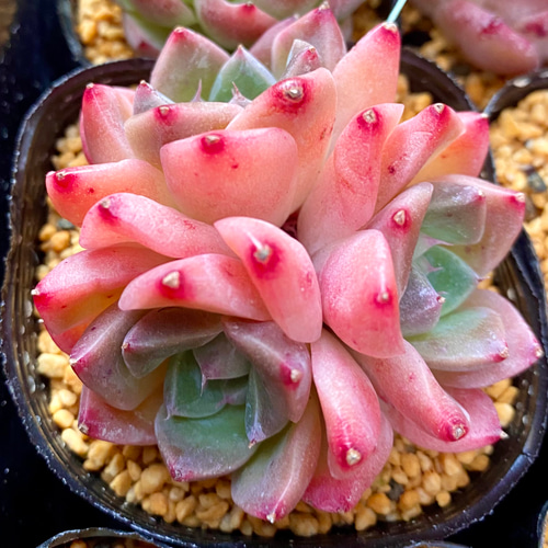 ドリームスーツ 群生 エケベリア 韓国苗 多肉植物 多肉植物 プクニク