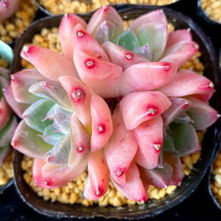 ドリームスーツ 群生 エケベリア 韓国苗 多肉植物 多肉植物 プクニク