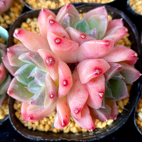 ドリームスーツ 群生 エケベリア 韓国苗 多肉植物 多肉植物 プクニク 