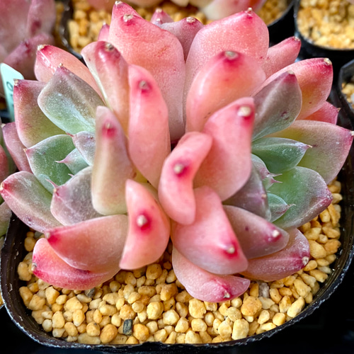 ドリームスーツ 群生 エケベリア 韓国苗 多肉植物 多肉植物 プクニク