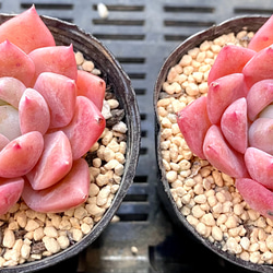 ピンクアレックスhyb   エケベリア　韓国苗　多肉植物 2枚目の画像
