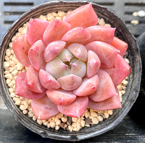 多肉植物 韓国苗 まぁ 新品種 Pink Sugar 多肉植物 韓国苗 まぁ 新品種 Pink Sugar