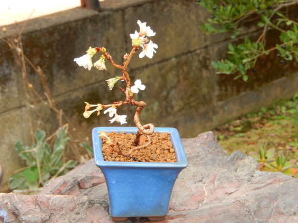 四季桜　しきざくら　開花中　ミニ盆栽　盆栽　小品盆栽　送料無料 3枚目の画像