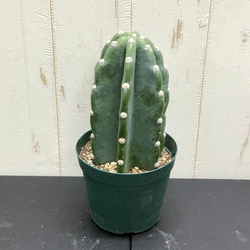 鉢植え・送料込】柱サボテン ヌーダム (トゲ無し) ブランチ 沖縄