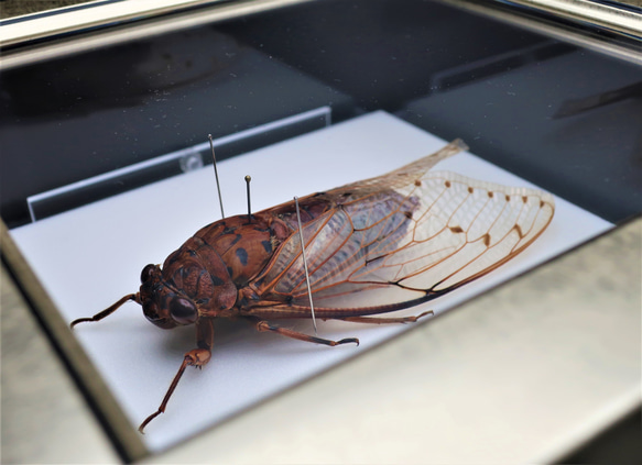 驚大蝉◆テイオウゼミ◆　ライトフレーム　昆虫の標本　 12枚目の画像