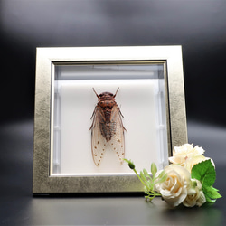 驚大蝉◆テイオウゼミ◆　ライトフレーム　昆虫の標本　 2枚目の画像