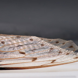 驚大蝉◆テイオウゼミ◆　ライトフレーム　昆虫の標本　 11枚目の画像