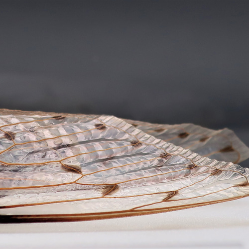 驚大蝉◇テイオウゼミ◇ ライトフレーム 昆虫の標本 その他アート lis