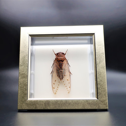 驚大蝉◆テイオウゼミ◆　ライトフレーム　昆虫の標本　 1枚目の画像