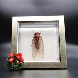驚大蝉◆テイオウゼミ◆　ライトフレーム　昆虫の標本　 4枚目の画像