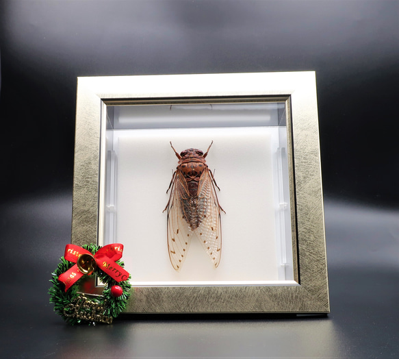 驚大蝉◆テイオウゼミ◆　ライトフレーム　昆虫の標本　 4枚目の画像