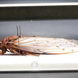 驚大蝉◆テイオウゼミ◆　ライトフレーム　昆虫の標本　 9枚目の画像