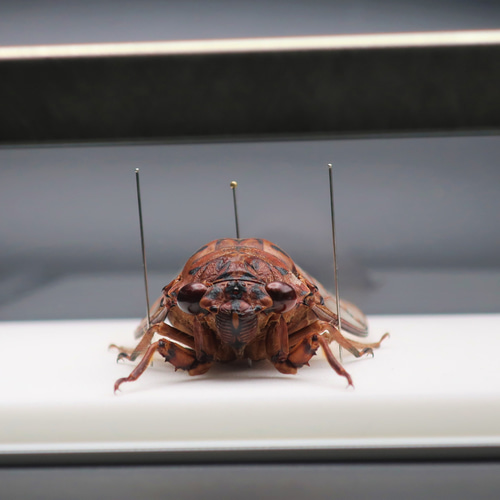 昆虫標本 テイオウゼミ他十種