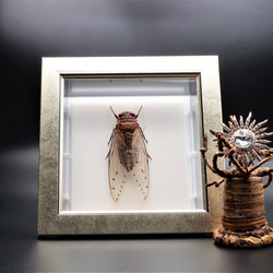 驚大蝉◆テイオウゼミ◆　ライトフレーム　昆虫の標本　 3枚目の画像