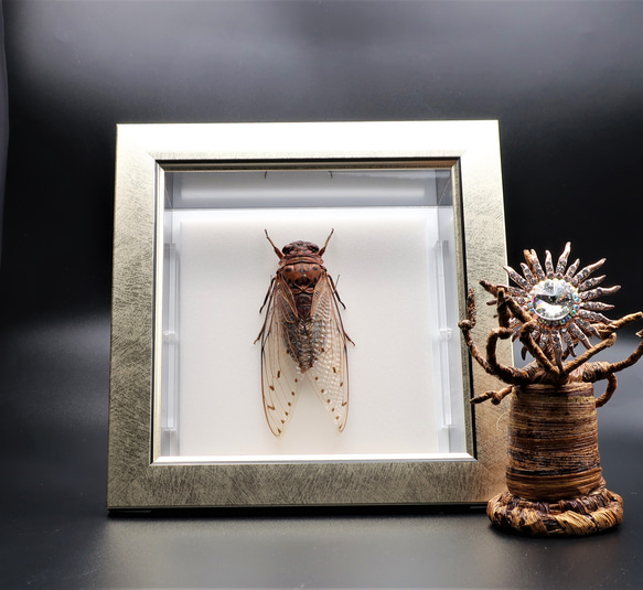 驚大蝉◆テイオウゼミ◆　ライトフレーム　昆虫の標本　 3枚目の画像