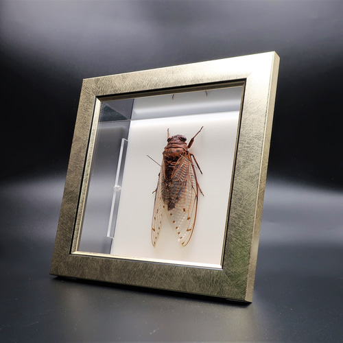 セミ レジン封入標本 テイオウゼミ セミ レジン封入標本 テイオウゼミ - メルカリ