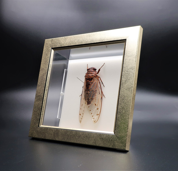 驚大蝉◆テイオウゼミ◆　ライトフレーム　昆虫の標本　 5枚目の画像